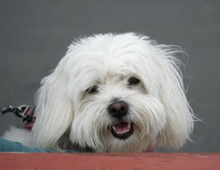 Котон де тулеар: описание породы - моя собака
