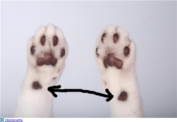 Сколько когтей у кошки на 4 лапах — сколько у кошек ногтей?