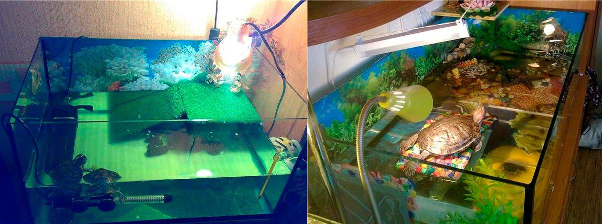 Как обустроить аквариум для красноухой черепахи
