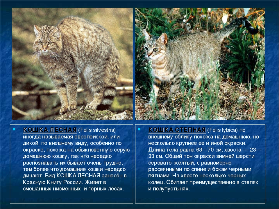 Пятнистые по стандарту породы кошек: фото и описание