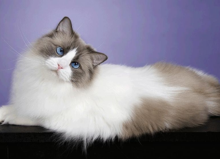 Рэгдолл кошка фото, описание породы, цена котят, отзывы