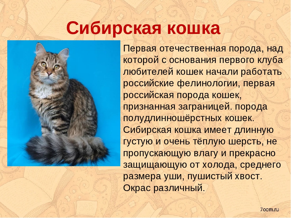Серенгети — описание пород котов