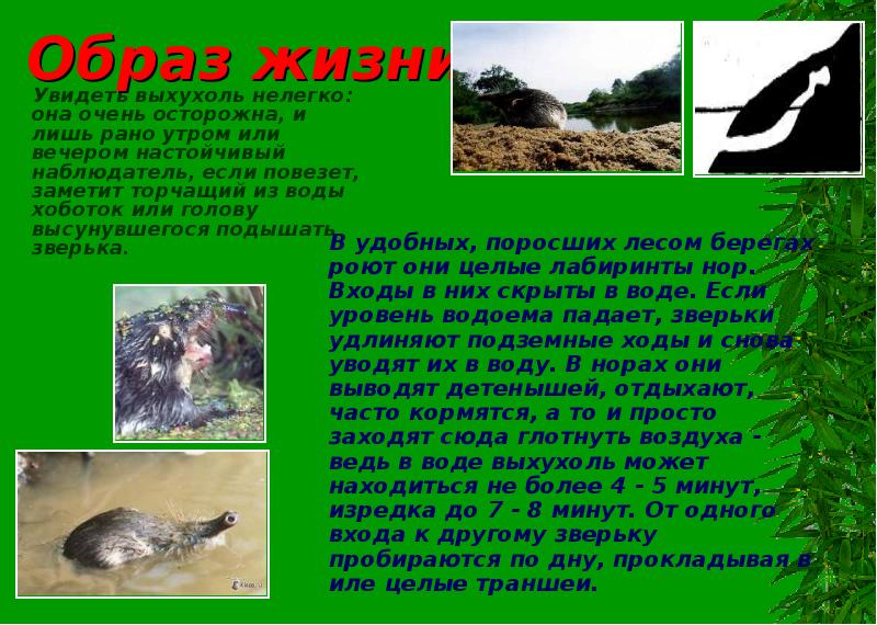 Русская выхухоль | описания и фото животных
