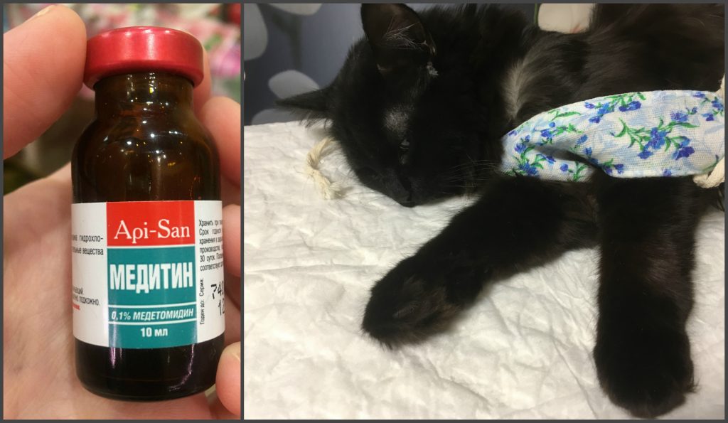 Почему кот хрипит и тяжело дышит: опасные и неопасные причины, первая помощь, лечение патологий