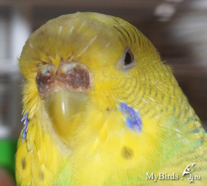 Что такое восковица у волнистого попугая и что делать, если появился нарост, стала сухой или коричневой