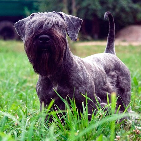 Чехословацкий влчак: все о собаке, фото, описание породы, характер, цена