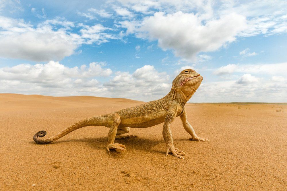 Пустынные ящерицы – образ жизни и питание ушастой круглоголовки