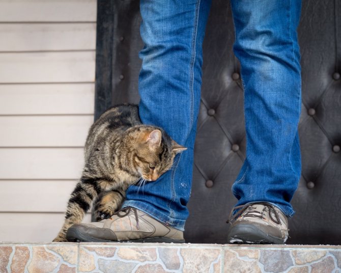 Чего боятся кошки – список самых распространенных кошачьих фобий