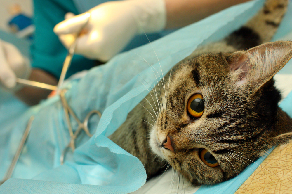 Химическая (медикаментозная) кастрация собак и котов в москве, цены в сети ветеринарных клиник