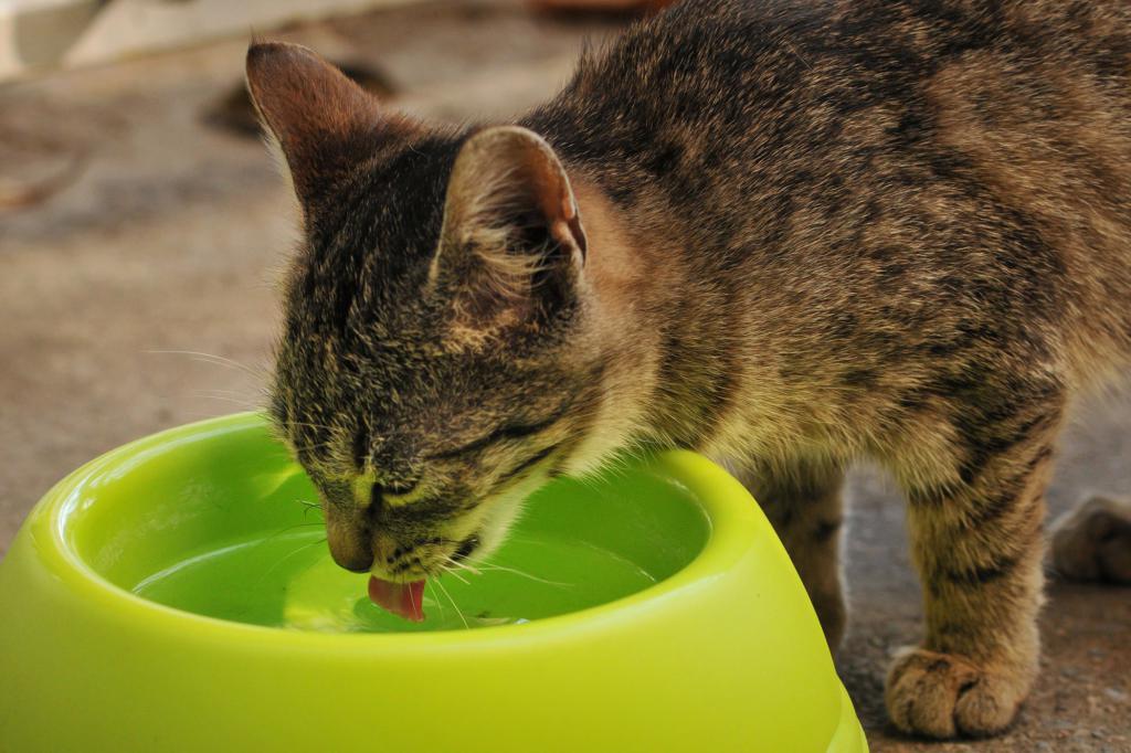 Как заставить кота есть лечебный корм