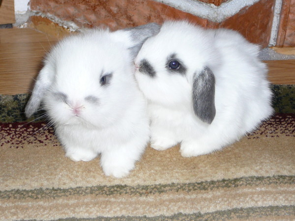 Как можно назвать крольчиху и кролика (388 кличек)