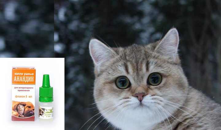 Почему кошка чихает и что с этим делать