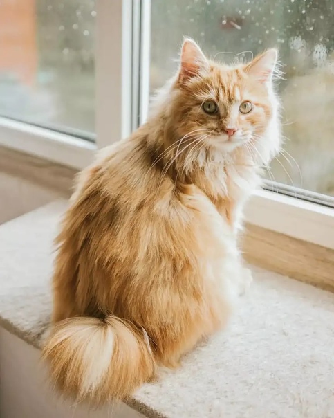 Кошки хайленд страйт: описание внешности и характера, уход, выбор котёнка, отзывы владельцев, фото шотландского длинношёрстного кота