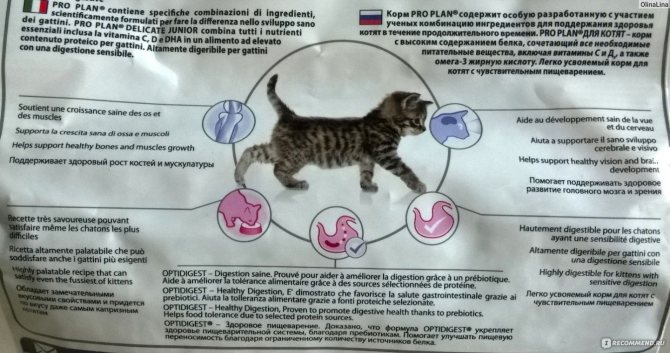 Как перевести кошку на натуральное питание мясом?