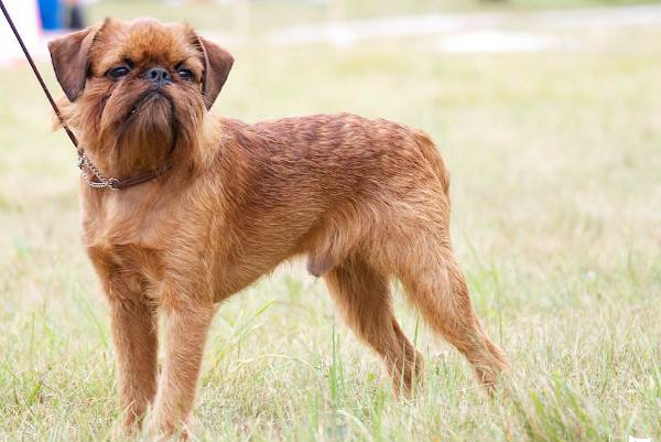 Собака гриффон — описание породы и особенности тримминга