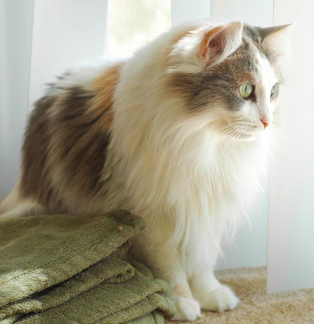 Рагамаффин: описание породы, характер кошки, советы по содержанию и уходу, фото