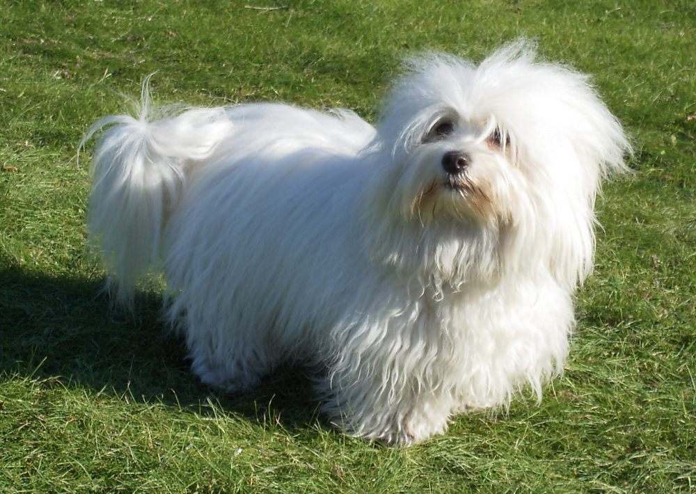 Котон де тулеар: описание породы - моя собака