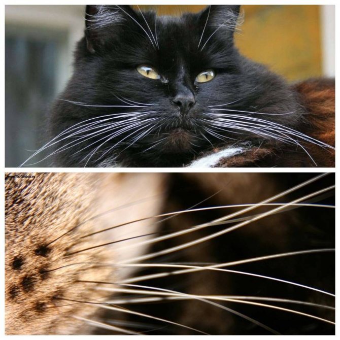 Сколько у кошек рядов усов и почему они выпадают, что делать: причины выпадения вибрисс у котов