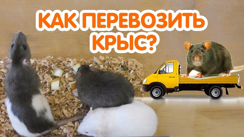 Поилка, одежда, переноска и шар для крысы - нужны ли такие аксессуары грызуну? - kotiko.ru