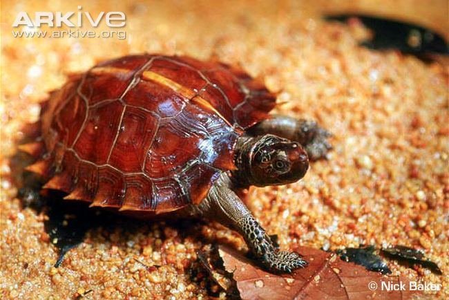 Семейство морские черепахи (cheloniidae) - все о черепахах и для черепах