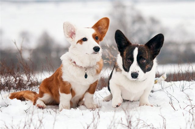 Собаки вельш-корги: описание породы, характер, фото, где купить