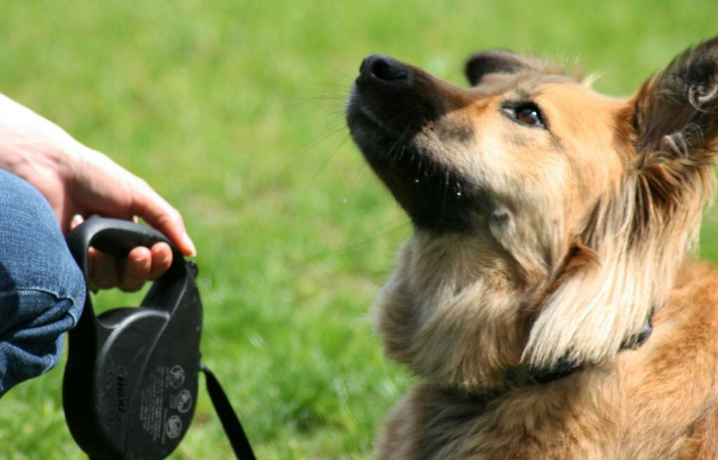 ᐉ как дрессировать собак с помощью кликера - ➡ motildazoo.ru