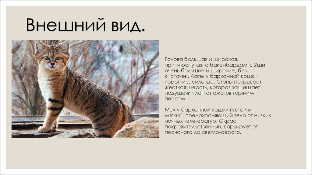 Барханный кот в домашних условиях (фото). интересные факты о барханной (песчаной) кошке :: syl.ru