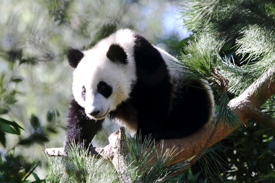 Панда большая. кто такие панды, как выглядят, где обитают, чем питаются, где можно увидеть?