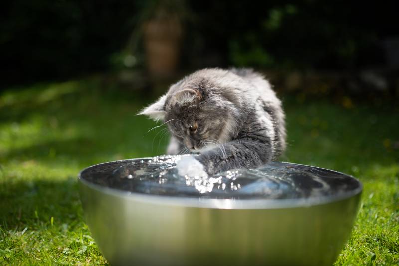 Почему кошки боятся воды и как их купать? | hill's pet