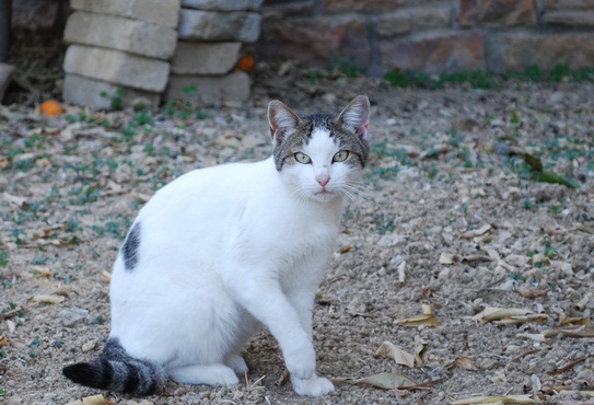 ᐉ эгейская кошка (трехцветная): 20+ фото, особенности породы - zoogradspb.ru
