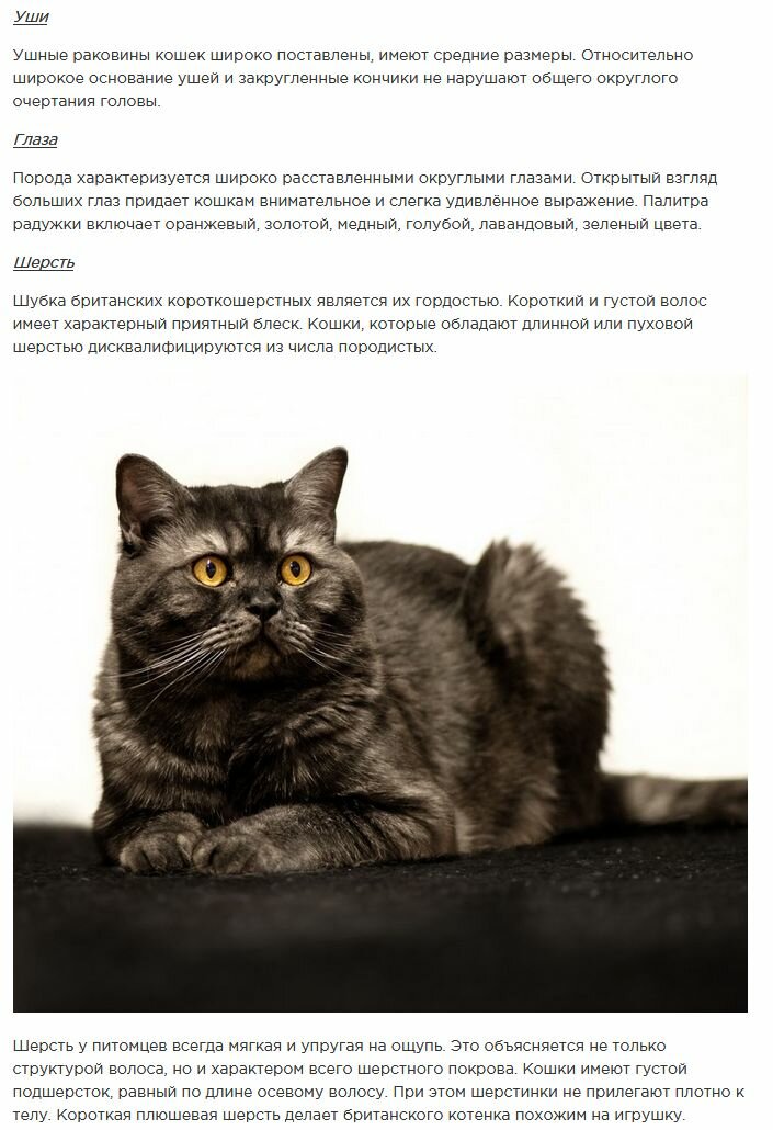 Американская короткошерстная кошка: особенности породы, фото