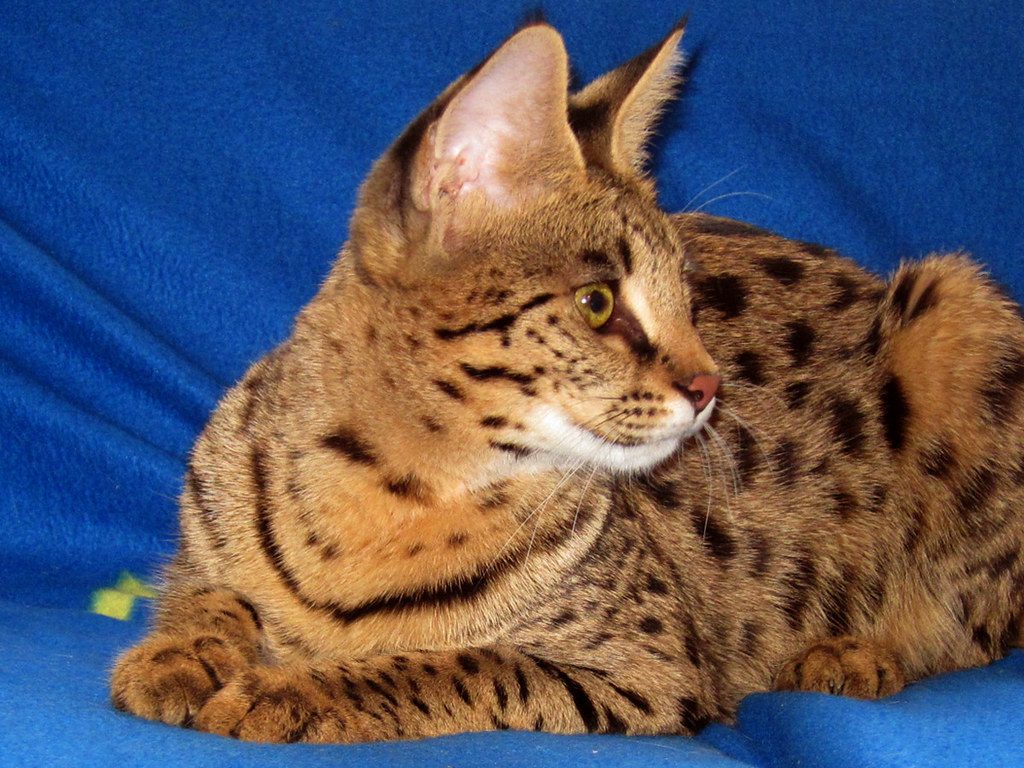Самые дорогие породы кошек в мире: цены и фото