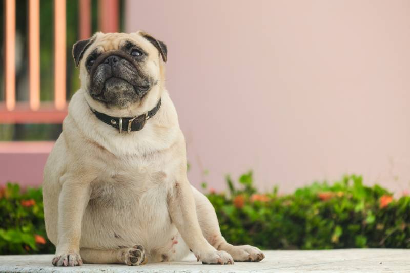Избыточный вес: большие риски для собак