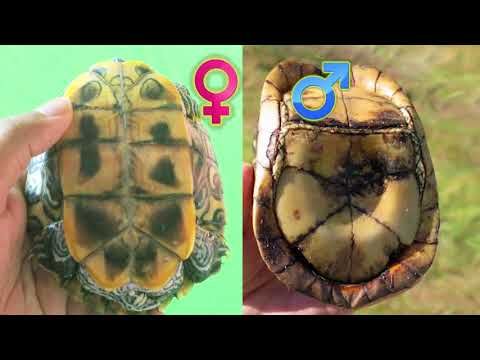 Как определить пол черепахи в домашних условиях