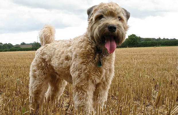 Ирландский мягкошёрстный пшеничный терьер: фото, характер и содержание, цена собаки