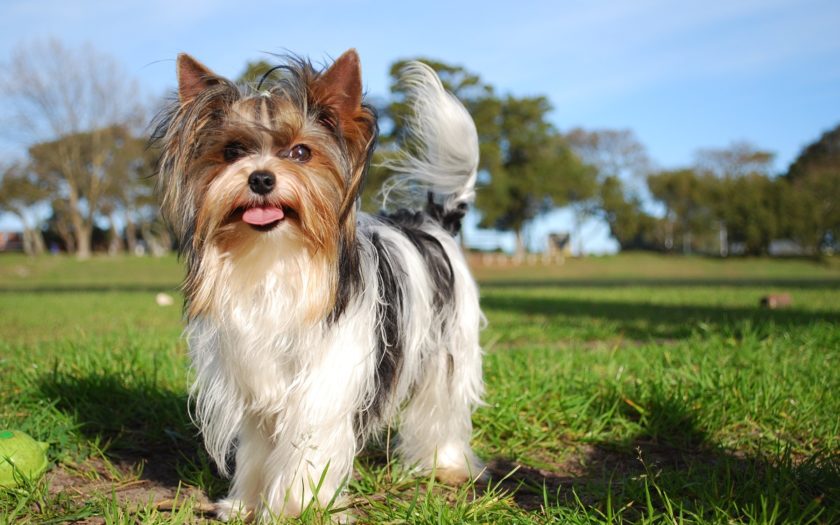 Бивер йоркширский терьер – маленькая собака с большим сердцем: описание породы