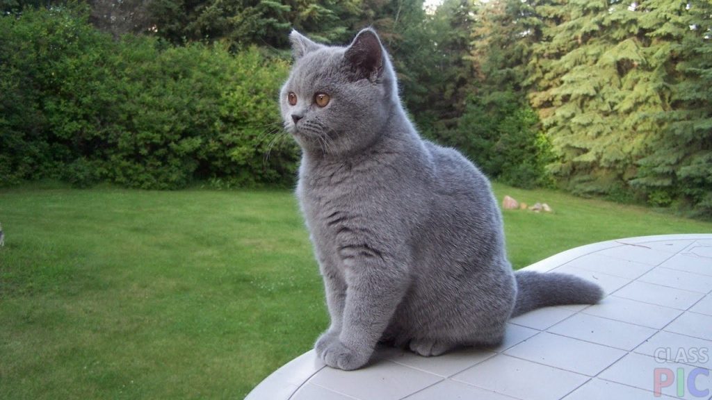 Как назвать британца: список популярных, прикольных и редких кличек для котов и кошек