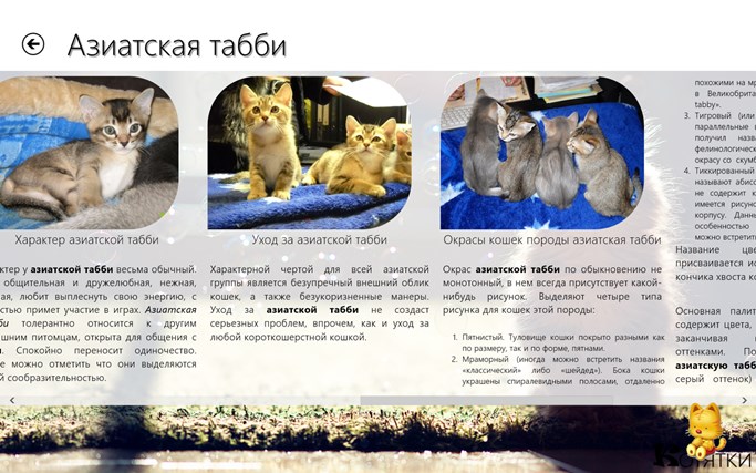 Арабский мау порода кошек, фото и цена, особенности