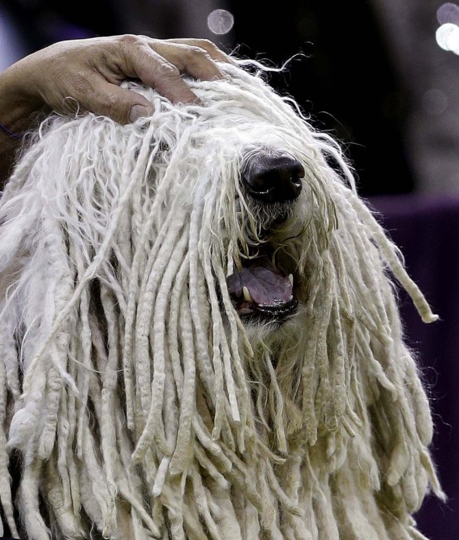 Собаки с дредами (22 фото): описание пород с шерстью, как дреды. правила ухода за ними
