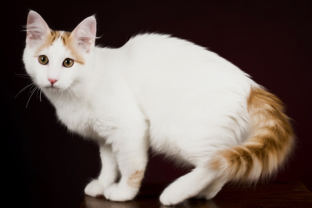 Турецкий ван: фото кошки, цена, описание породы, характер, видео, питомники