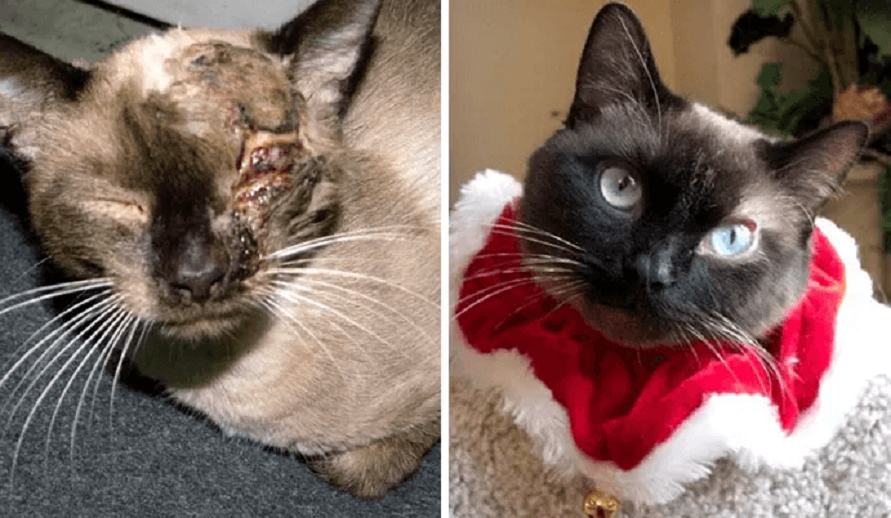 Кот после улицы. Коты до и после спасения. котенок с улицы до и после. коты с улицы до и после. уличные кошки до и после.