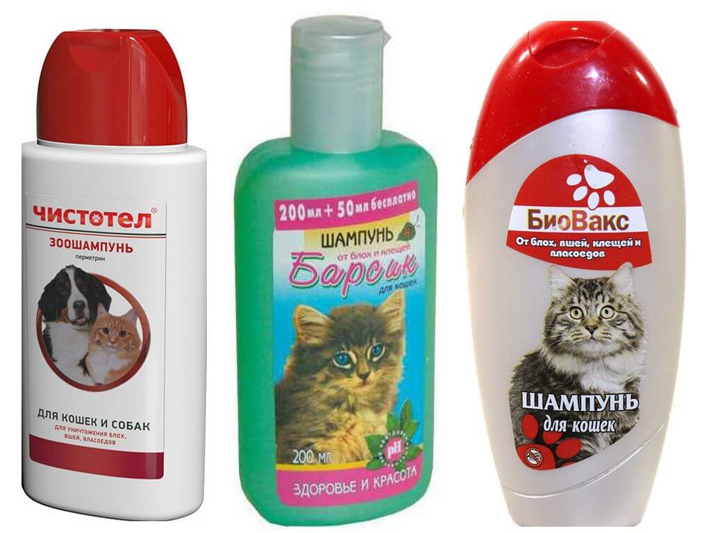 Как действуют шампуни против блох для котов и маленьких котенков: какой выбрать