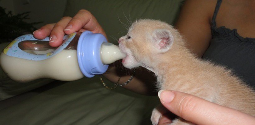 Как выкормить новорожденного котенка без кошки | искусственное вскармливание котят