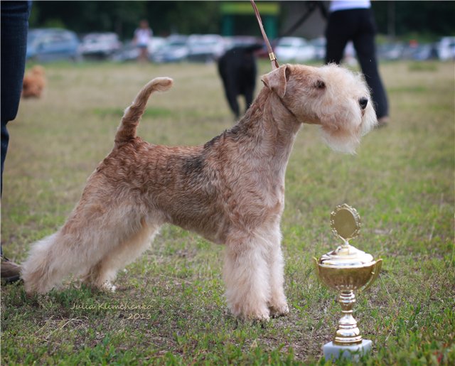 Порода собак лейкленд-терьер и ее характеристики с фото