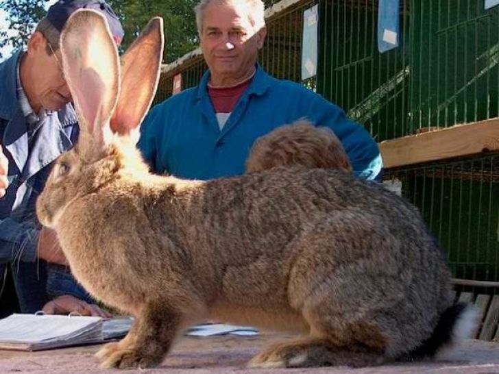 Какие самые большие кролики породы с фото