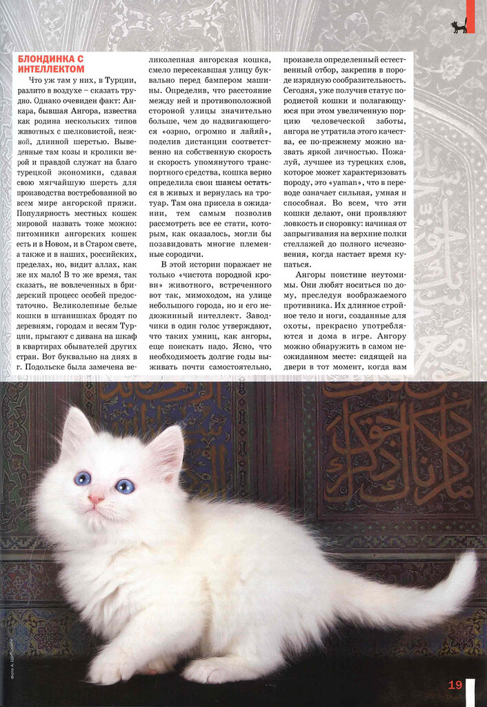 Турецкая ангора: фото, описание породы и характера кошки