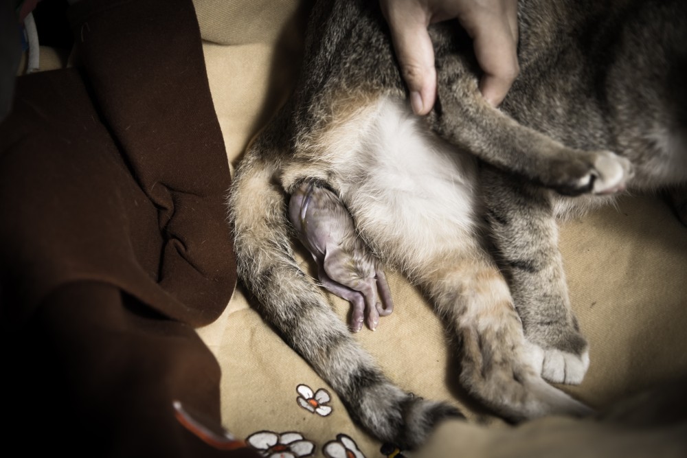 Беременность у кошек: признаки, сколько длится у разных пород, осложнения