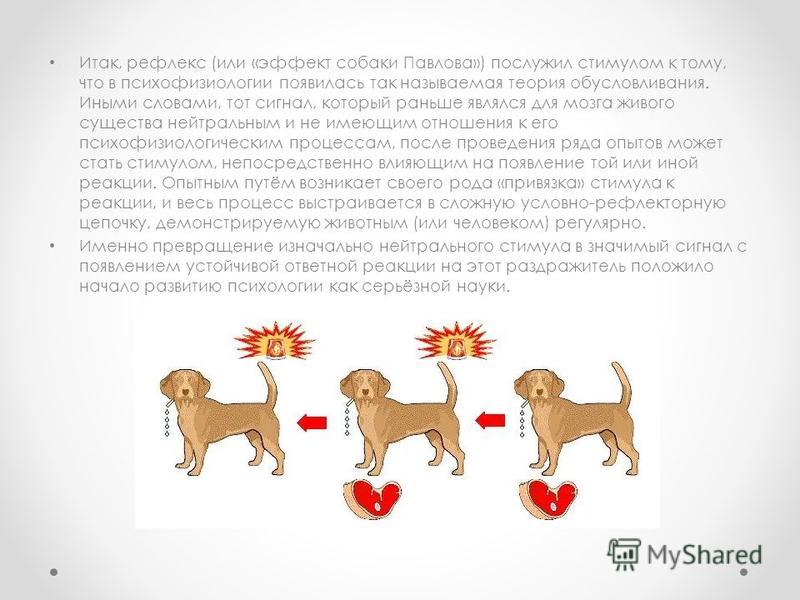 ᐉ собака павлова: что это такое, суть экспериментов и опытов, теория обусловливания - kcc-zoo.ru