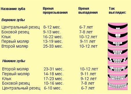 Парадонтоз (периодонтит) у кошек - симптомы и лечение воспалений десен у кошек в москве. ветеринарная клиника "зоостатус"