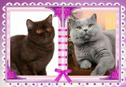 Особенности, характер и содержание британских кошек черного окраса